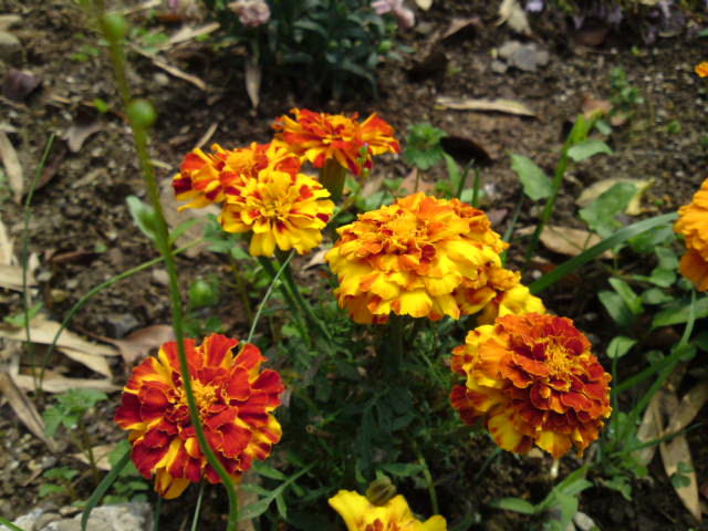 SN3J0002_040